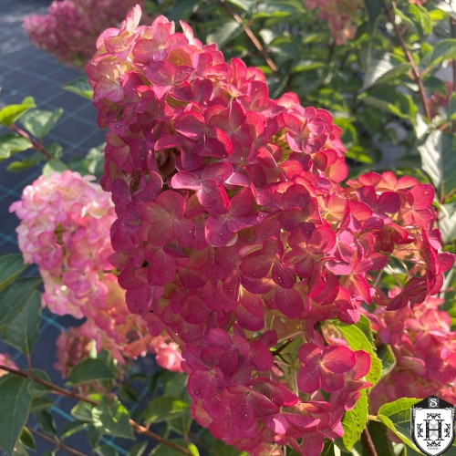 Hydrangea paniculata 'Fraise Melba' - Aedhortensia 'Fraise Melba' C2/2L Hydrangea paniculata 'Fraise Melba' - Aedhortensia 'Fraise Melba' C2/2L